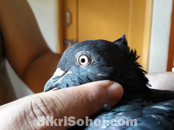 High flyer pigeon